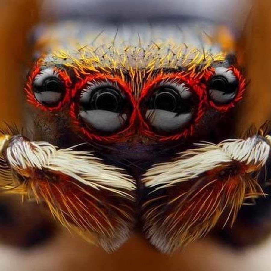 Паук Арахнид