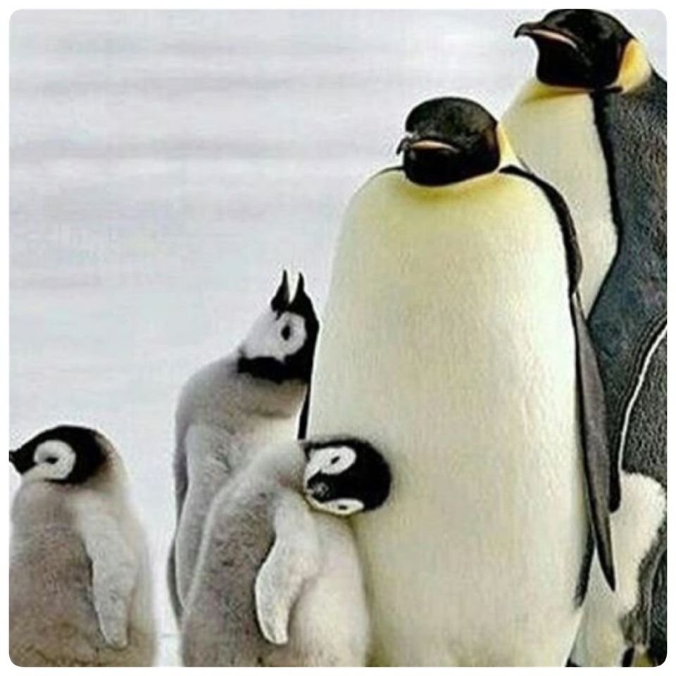 Прикол где Пингвин с большим телефоном фото