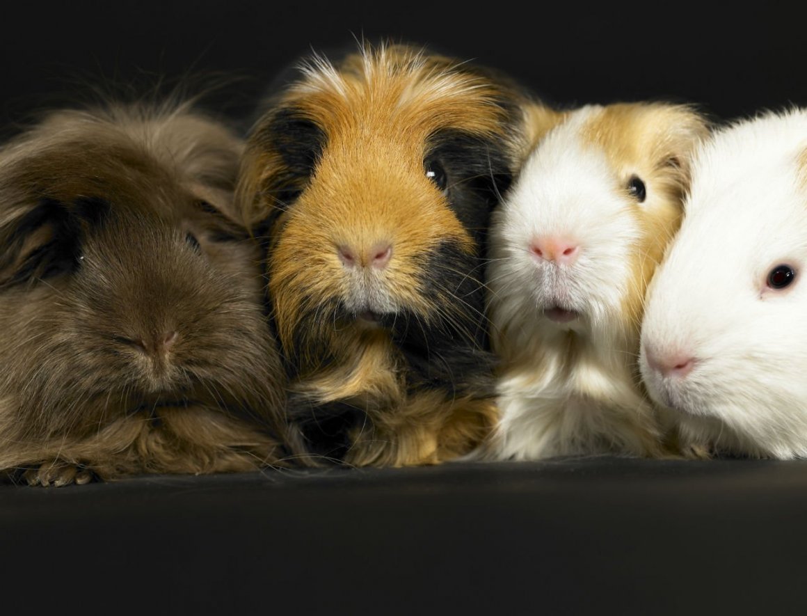 Морская Свинка попкорнит