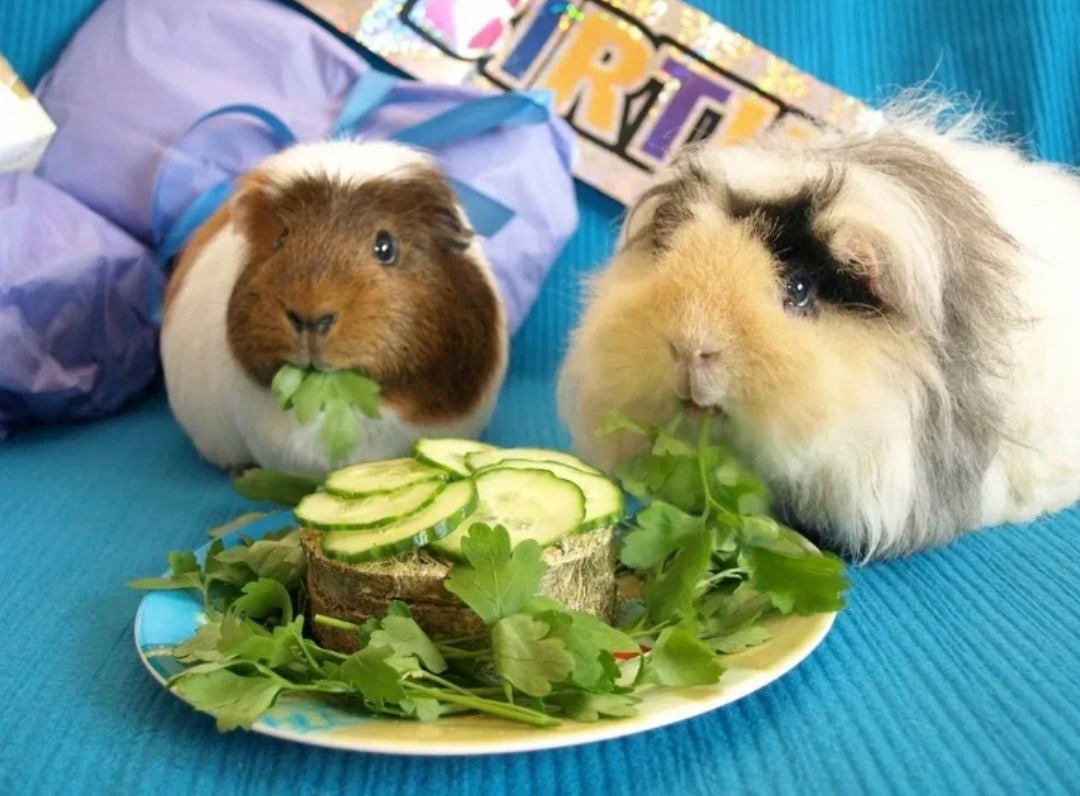 Морская Свинка беспородная