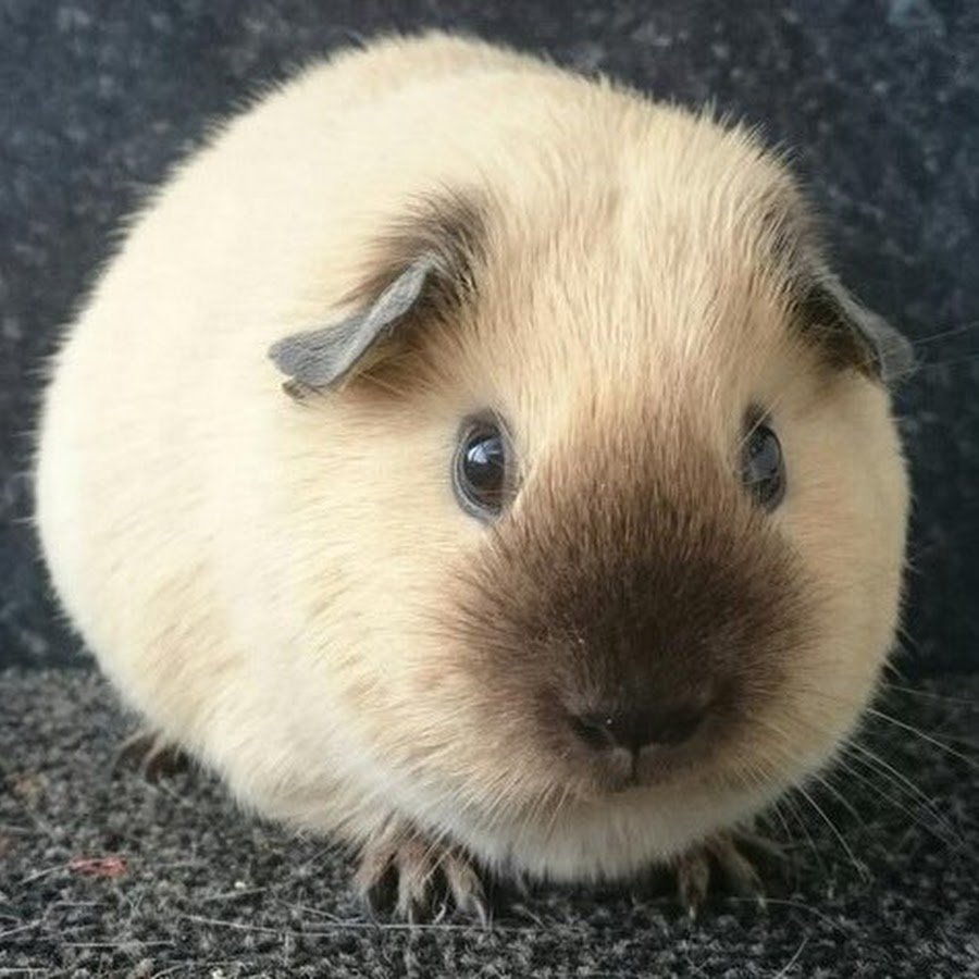 Гималайская морская Свинка