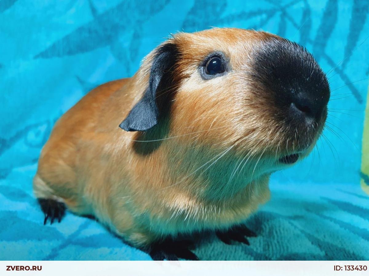 Селф Калифорния морская Свинка