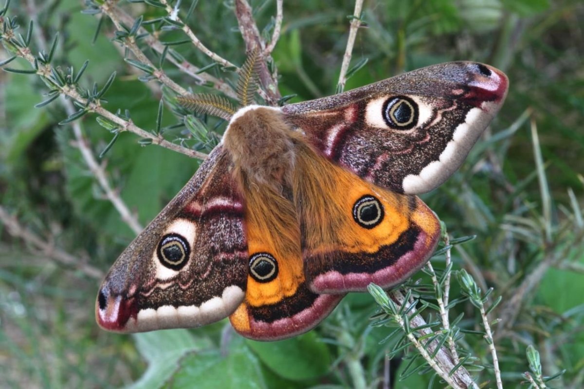 Бабочка Saturnia Pavonia