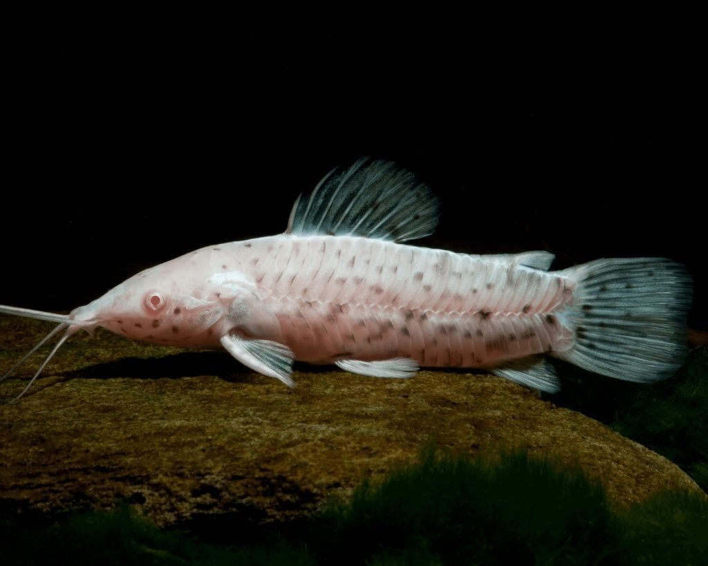 Сомик таракатум альбинос