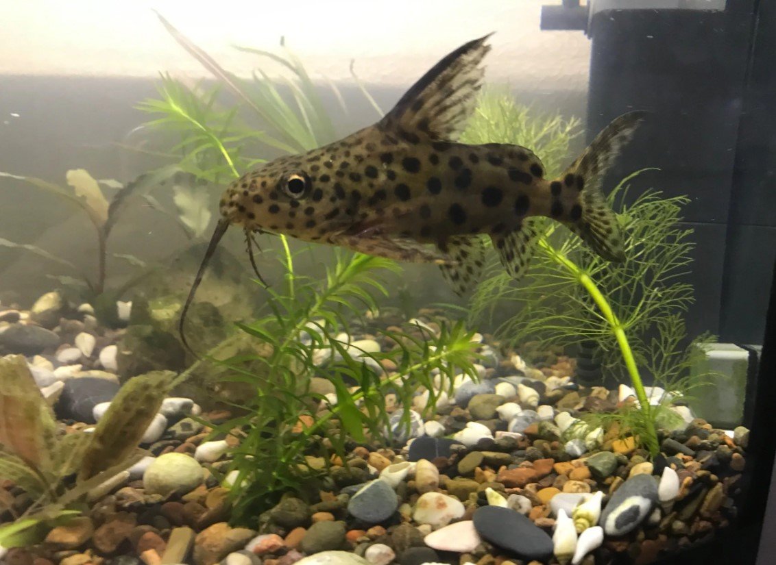 Коридорас альбинос