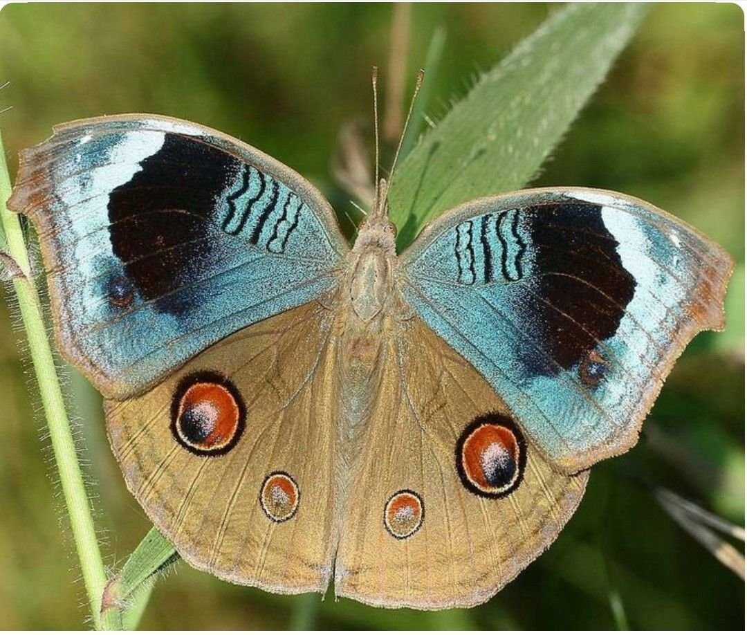 Бабочка с глазами на крыльях