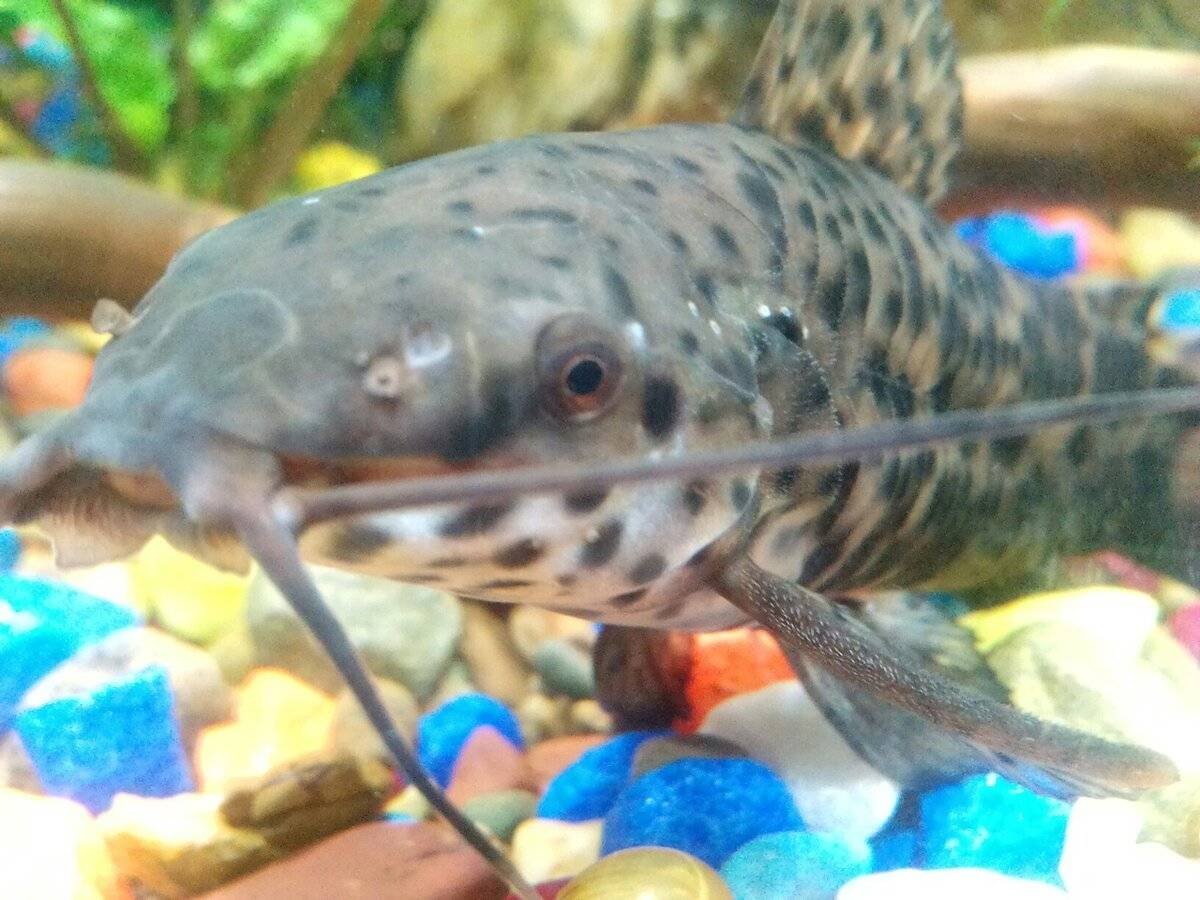 Тигровый сомик аквариумный