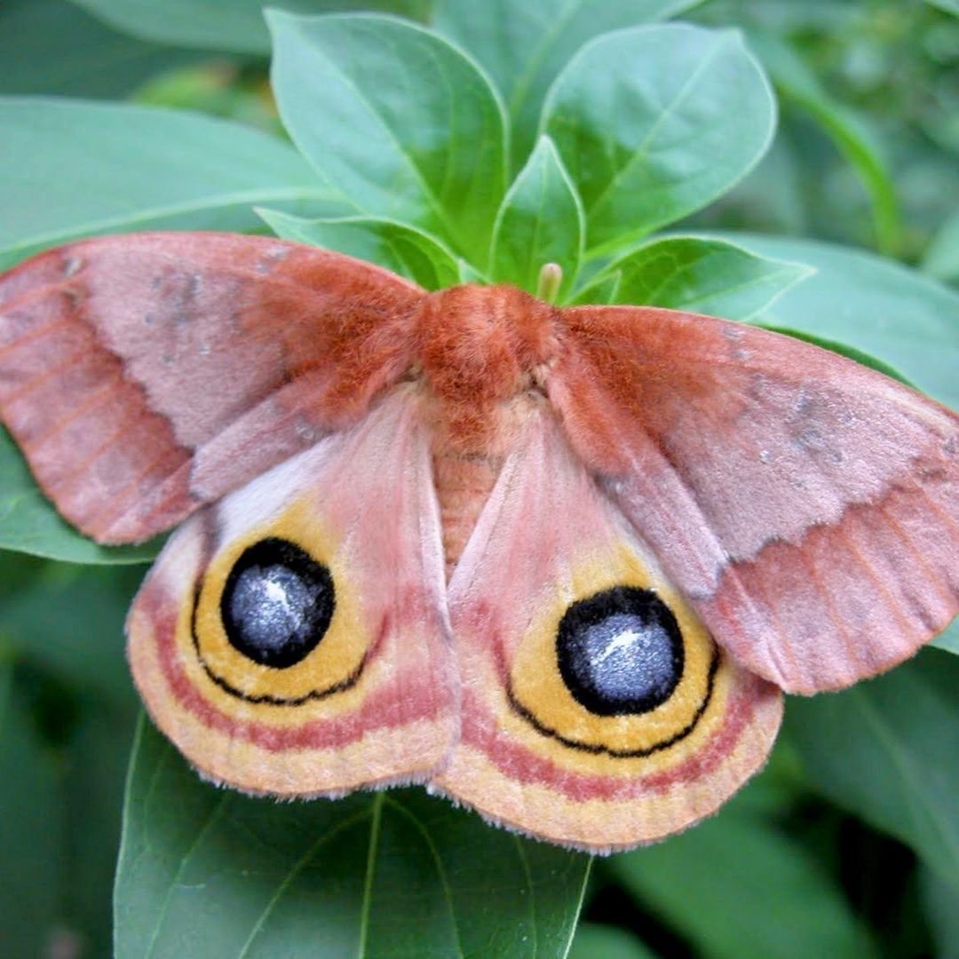 Мимикрия павлиний глаз