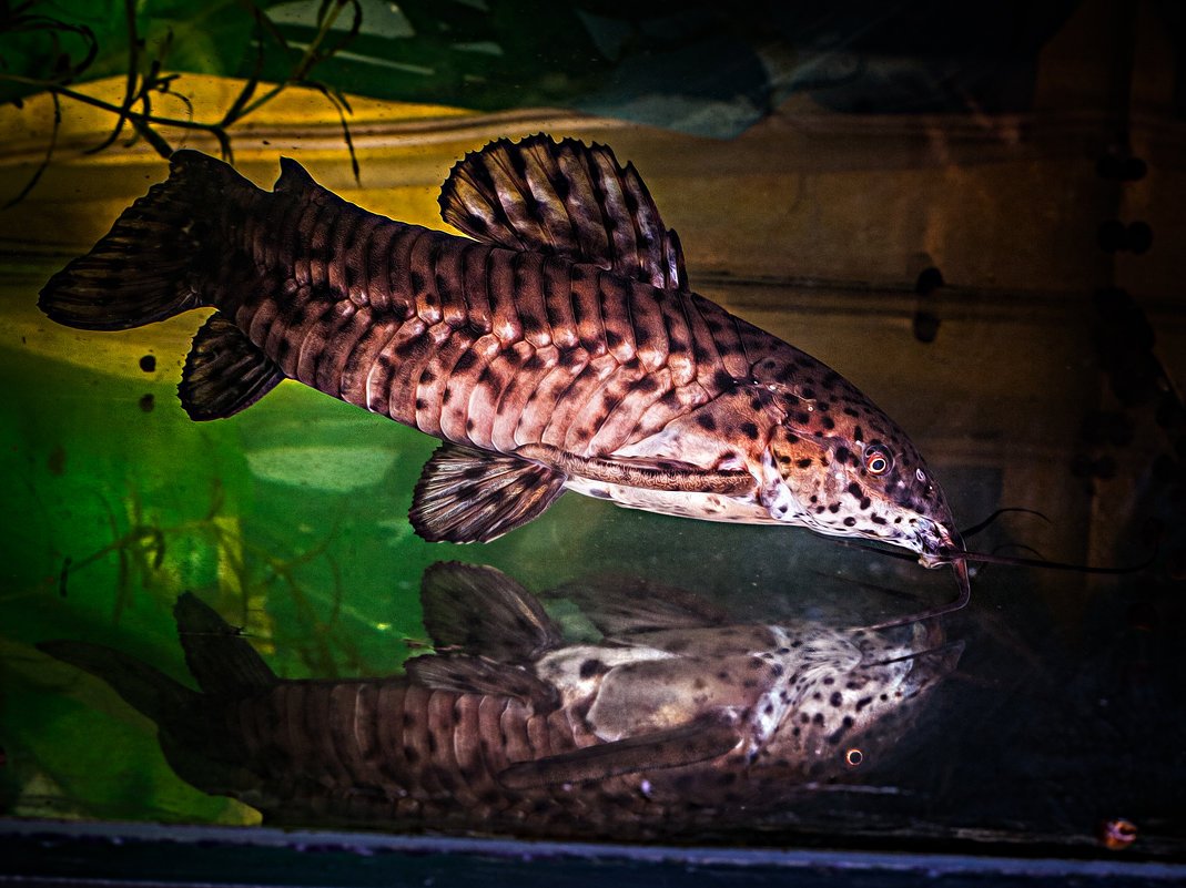 Сом анциструс крапчатый