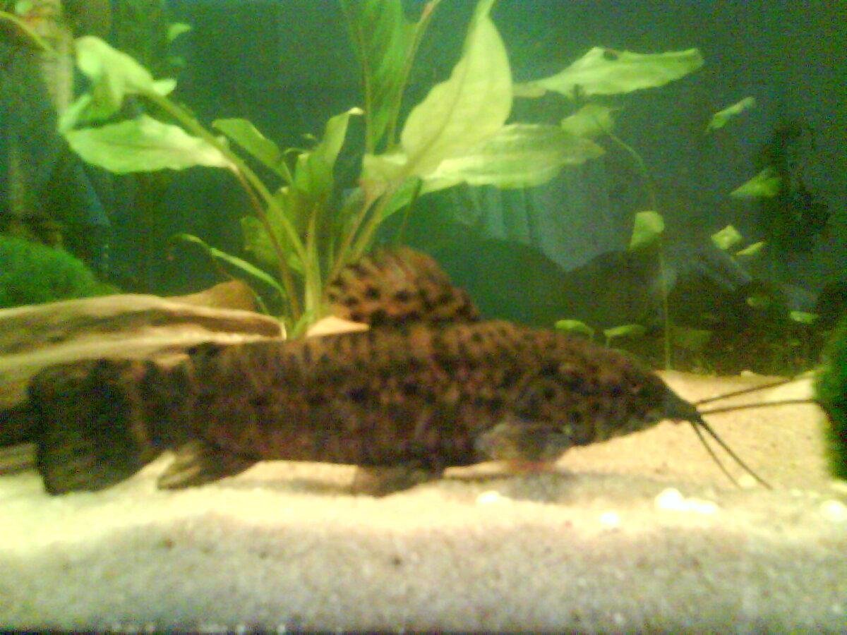 Синодонтис Далматин