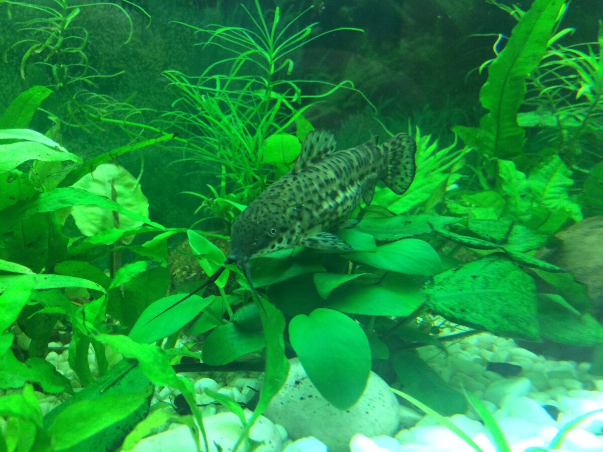 Синодонтис Далматин