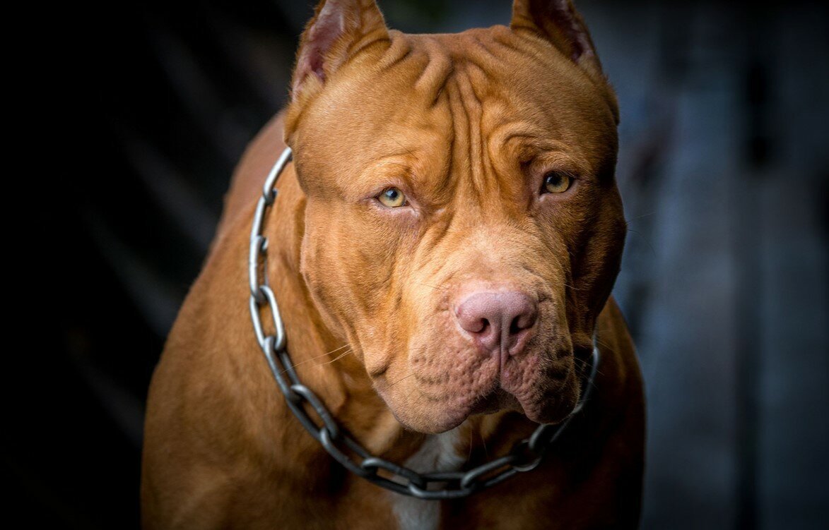 Брэд питбуль