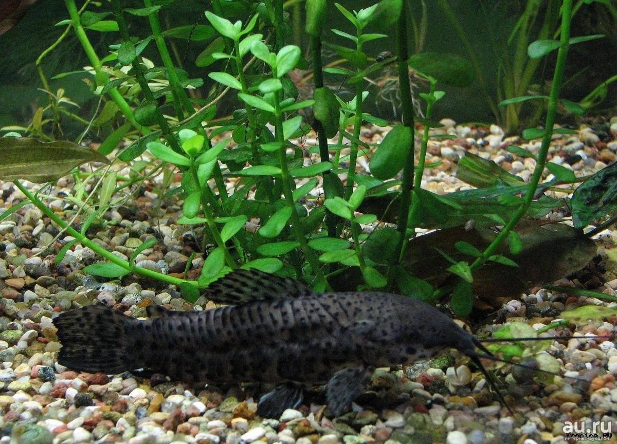 Анциструс крапчатый