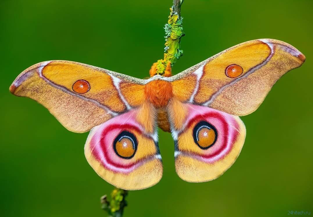 Императорская Павлиноглазка