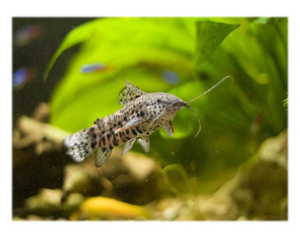 Таракатум альбинос