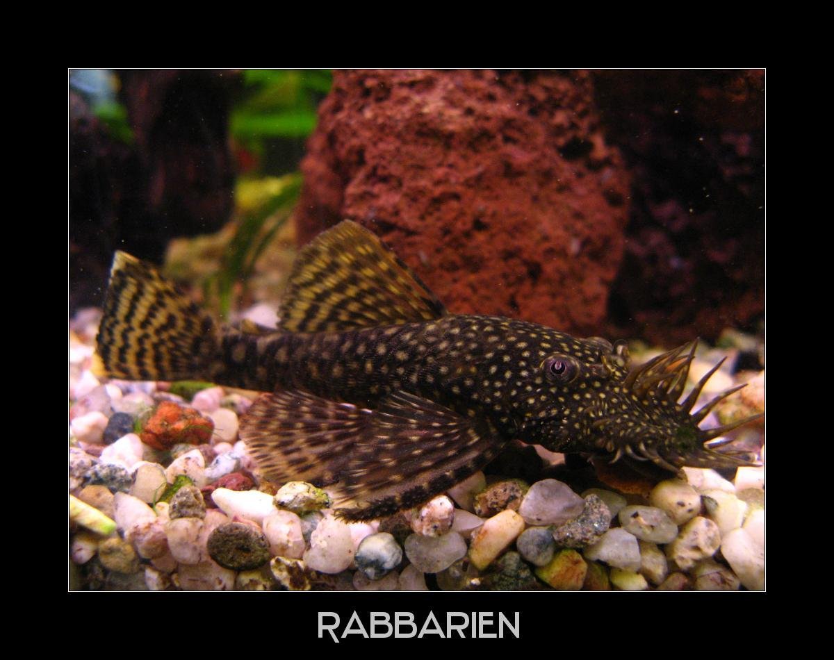 Сомик таракатум альбинос