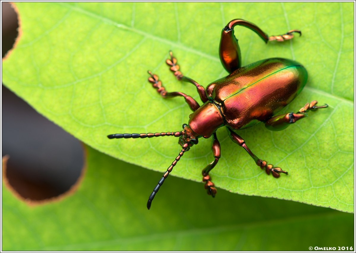 Sagra femorata Жук