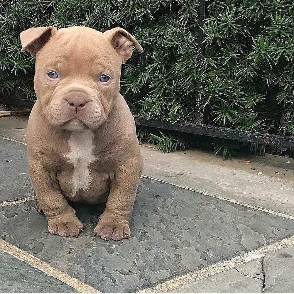 Американский стаффордширский терьер улыбка