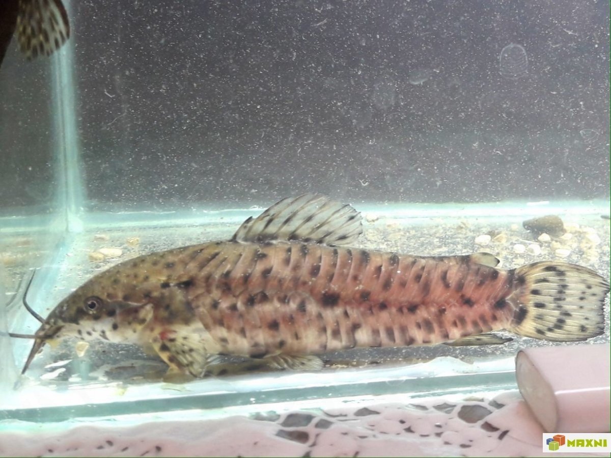 Сомик таракатум