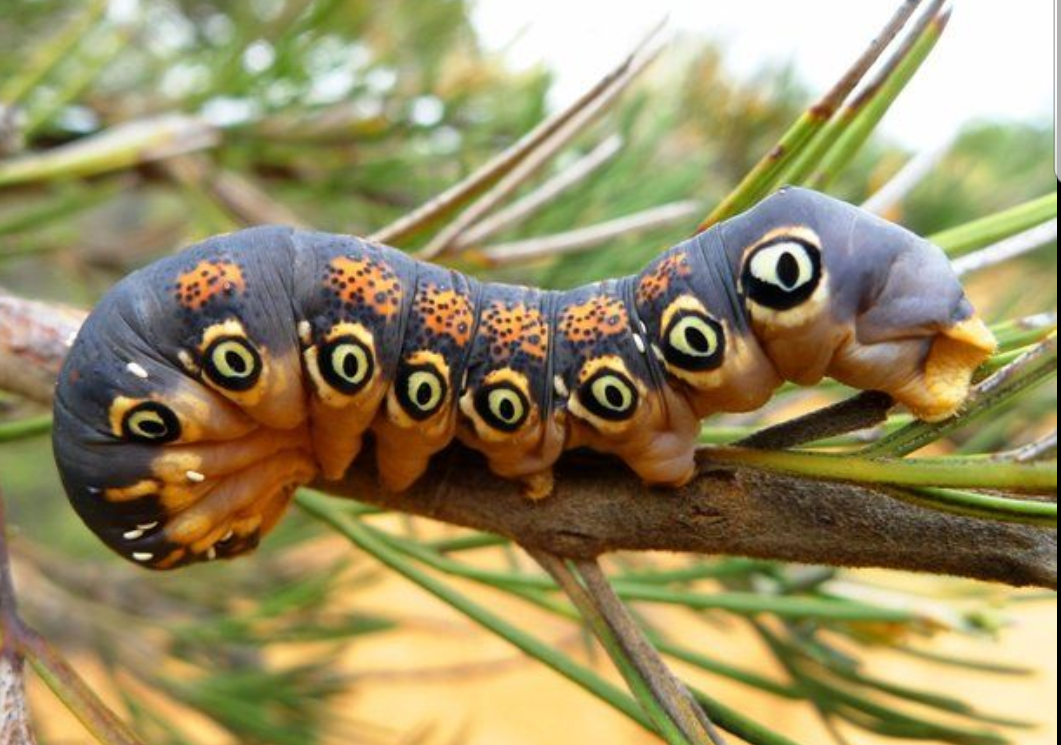 Papilio Troilus гусеница