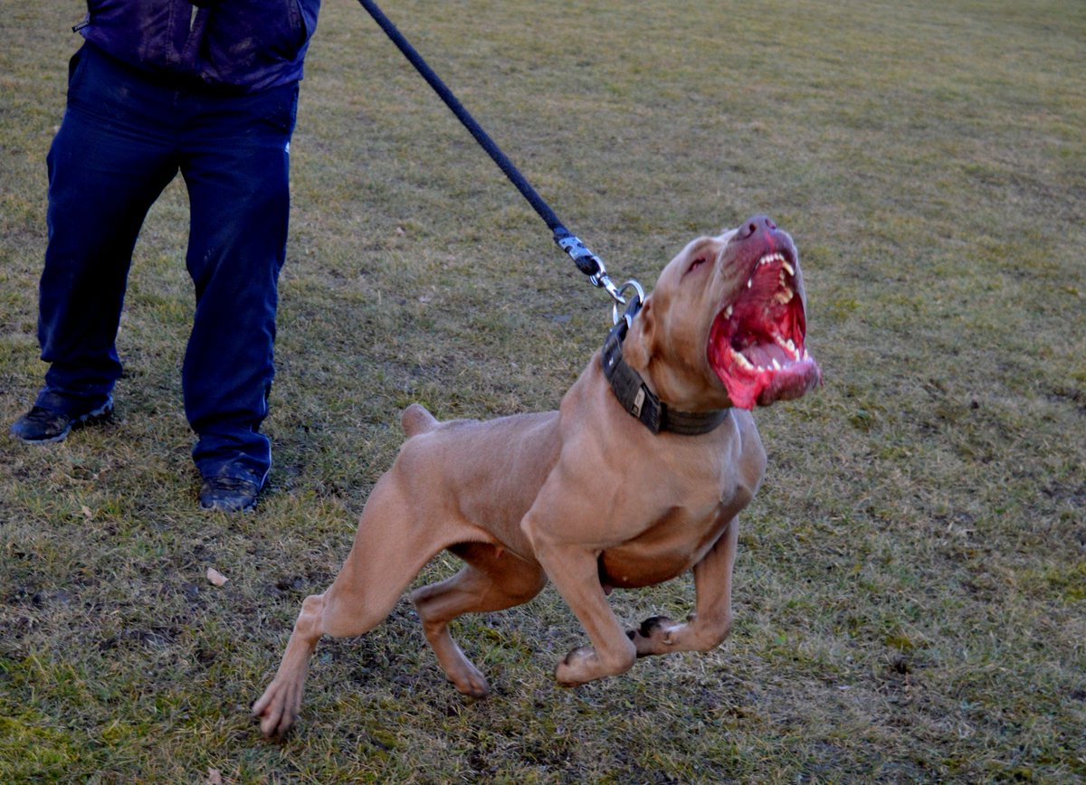 Американский бандог бультерьер