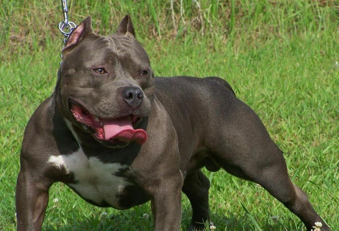 Порода собак питбуль