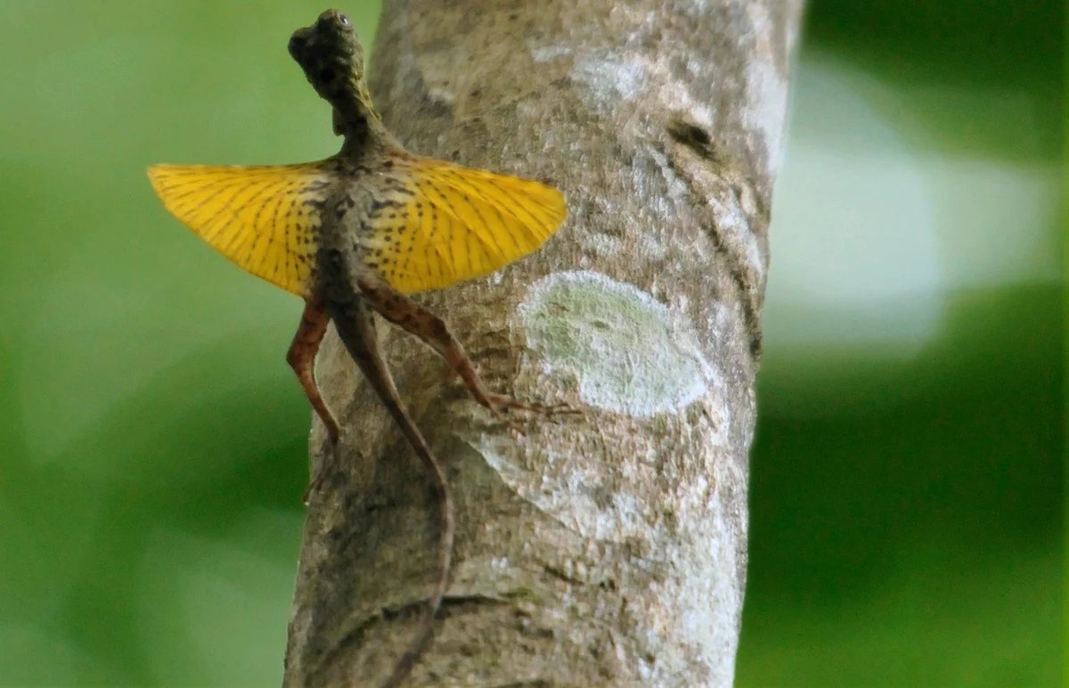 Летучий дракон Сулавеси