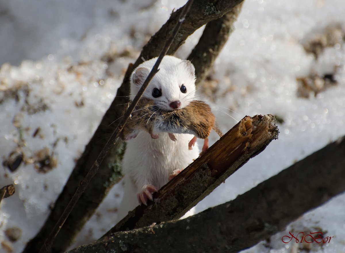 Нора горностая зимой