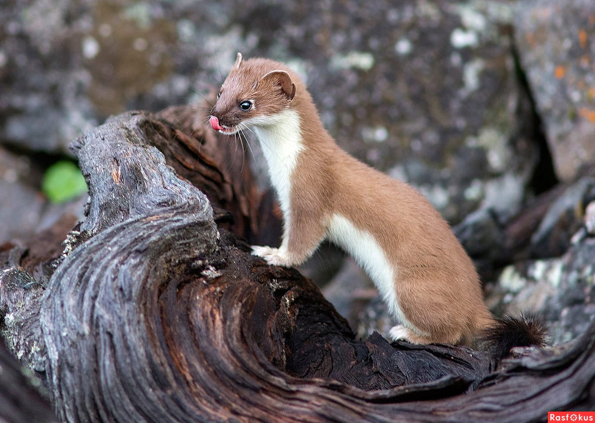 Солонгой Забайкальский