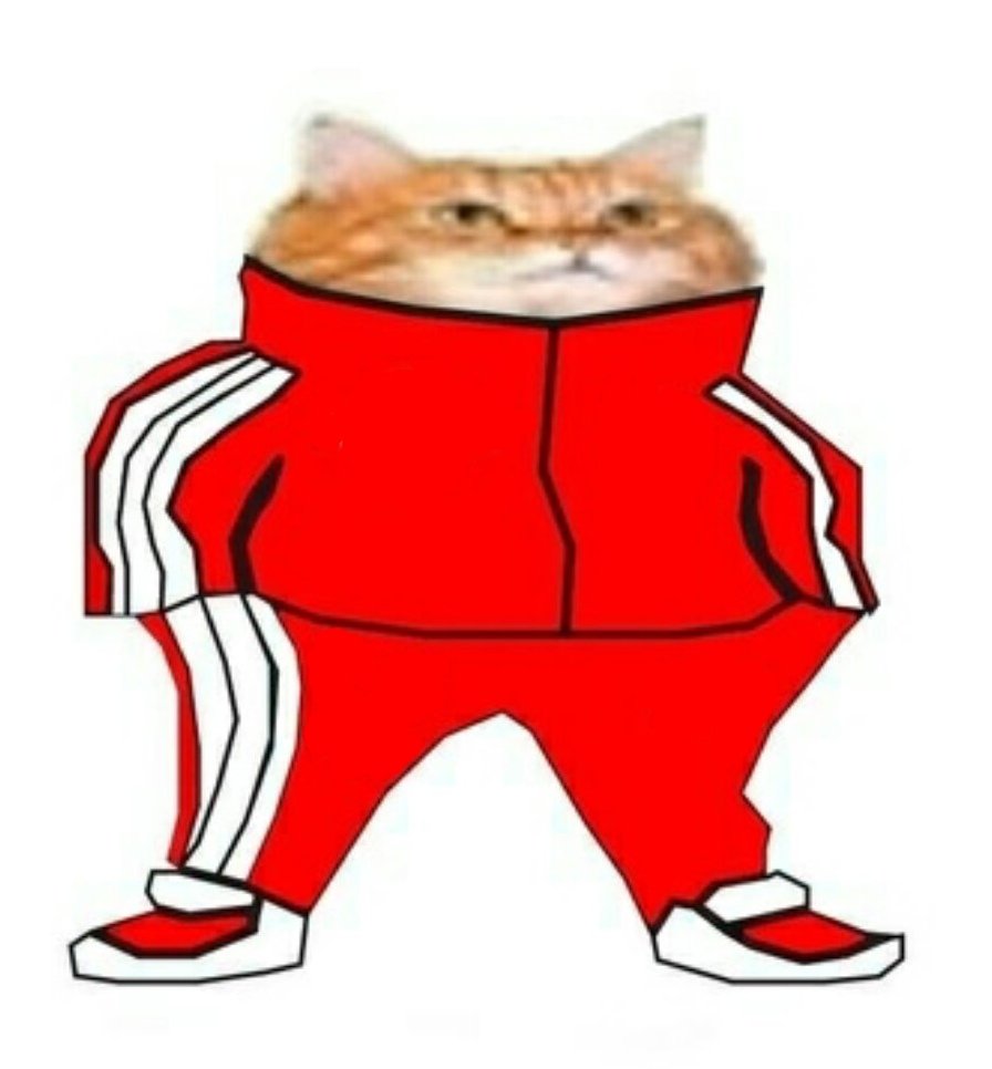 Коты в спортивных костюмах