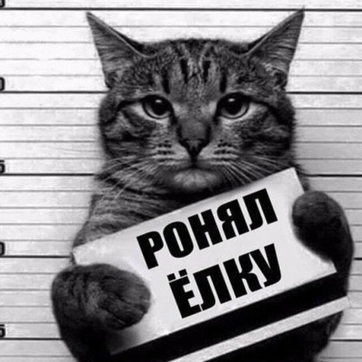 Стикеры кошки