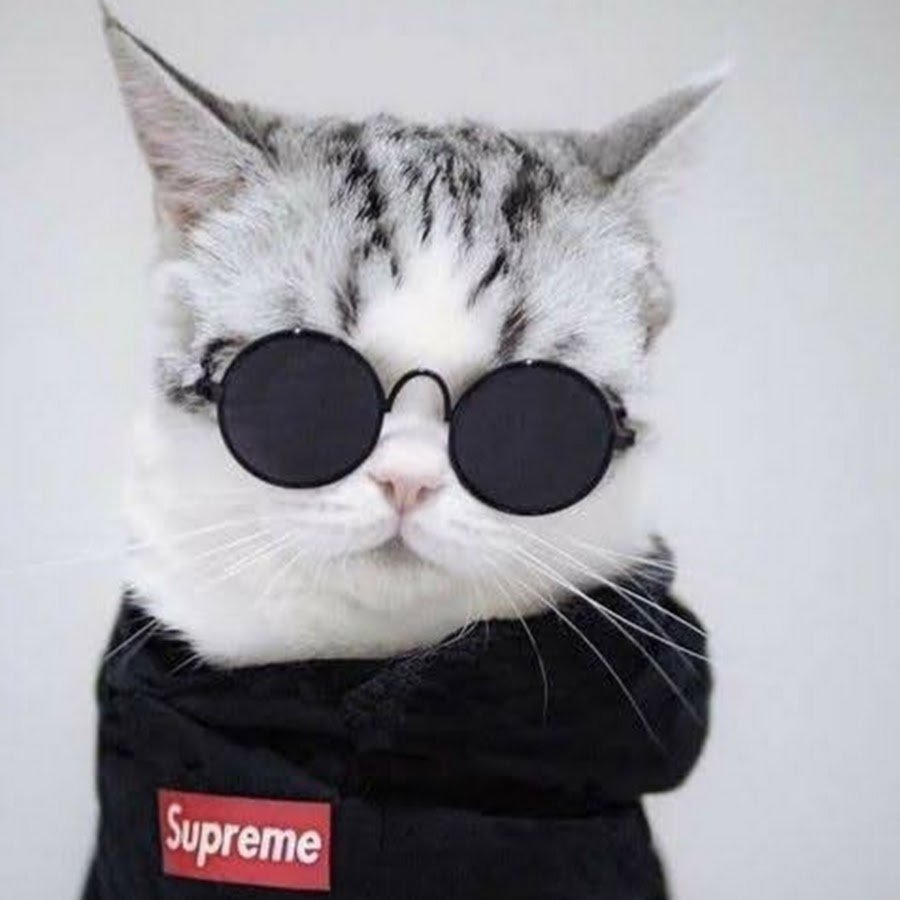 Кот в пиджаке Мем