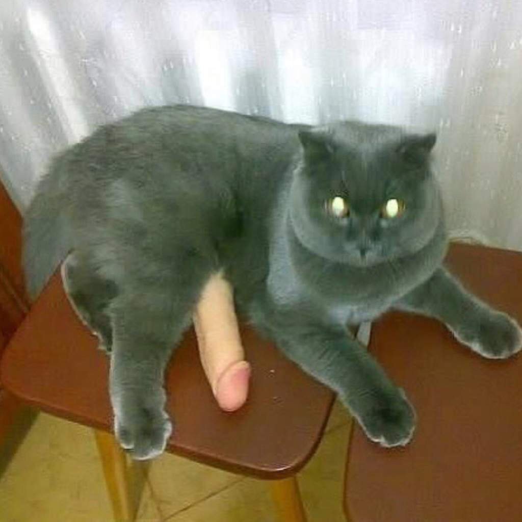 Кот в полицейской форме