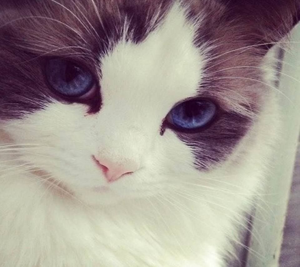 Котик из ВК стикер