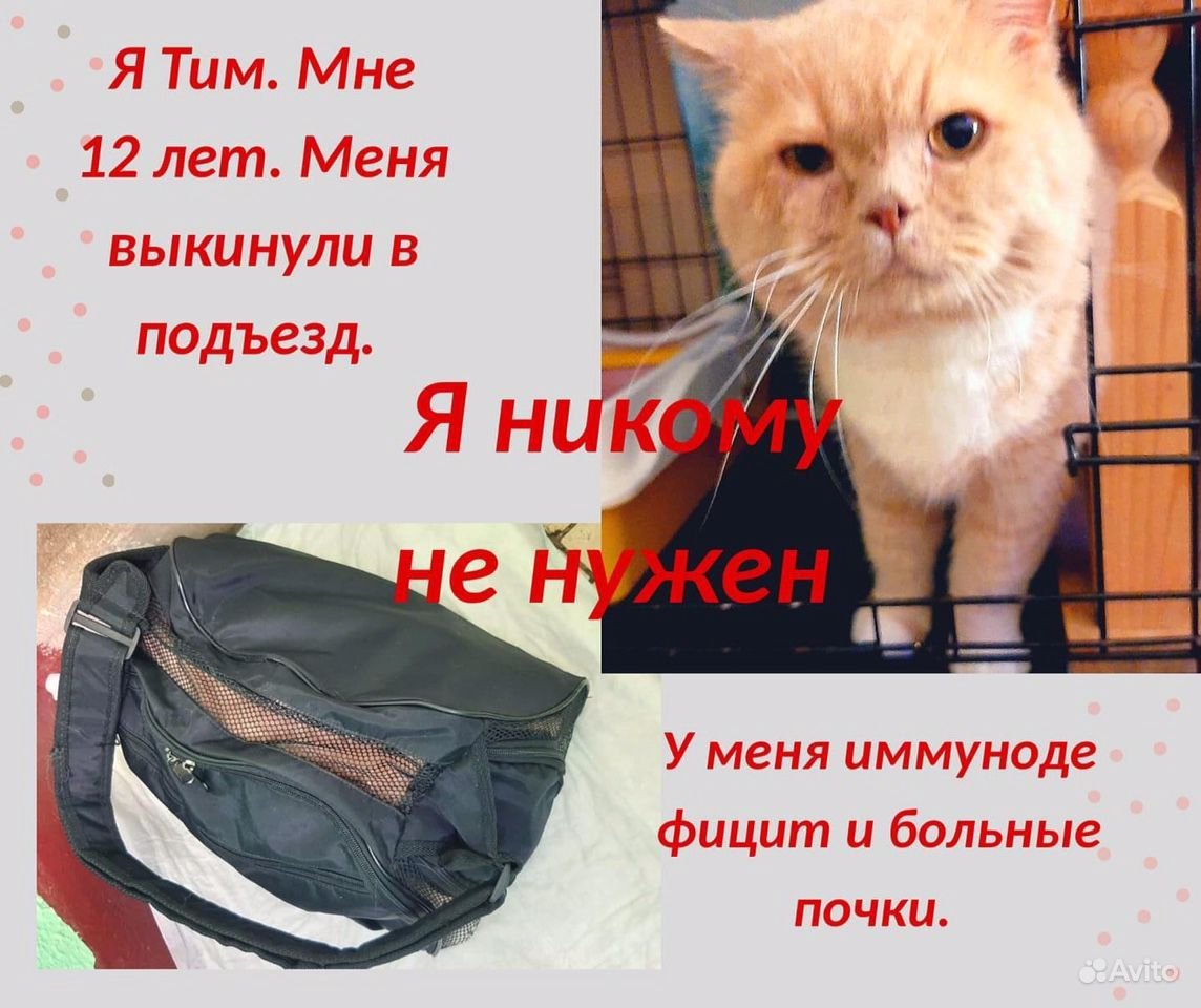 Картинка котика Тима