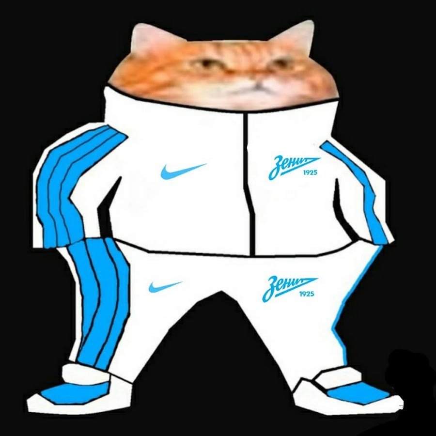 Кот в спортивном костюме
