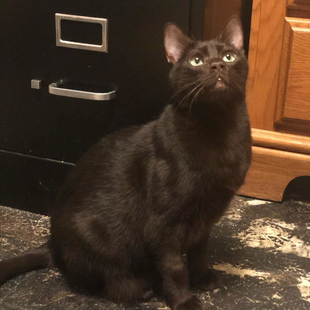 Рыжий кот Гавана Браун