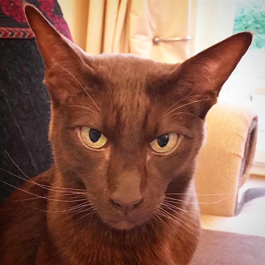 Порода Ориентал Добби