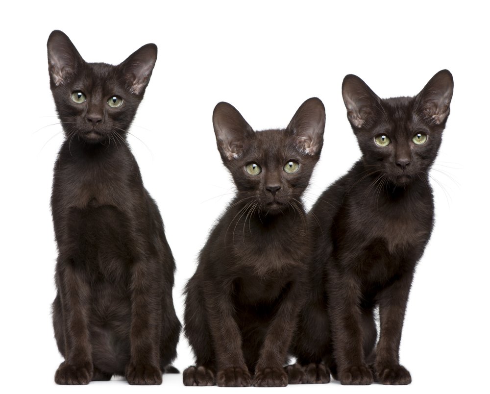 Burmese Cats facts
