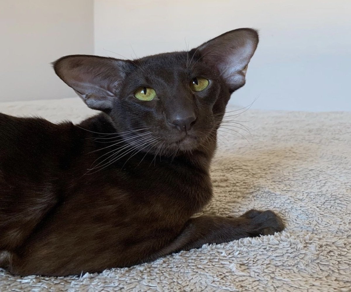 Ориентальная Гавана Браун