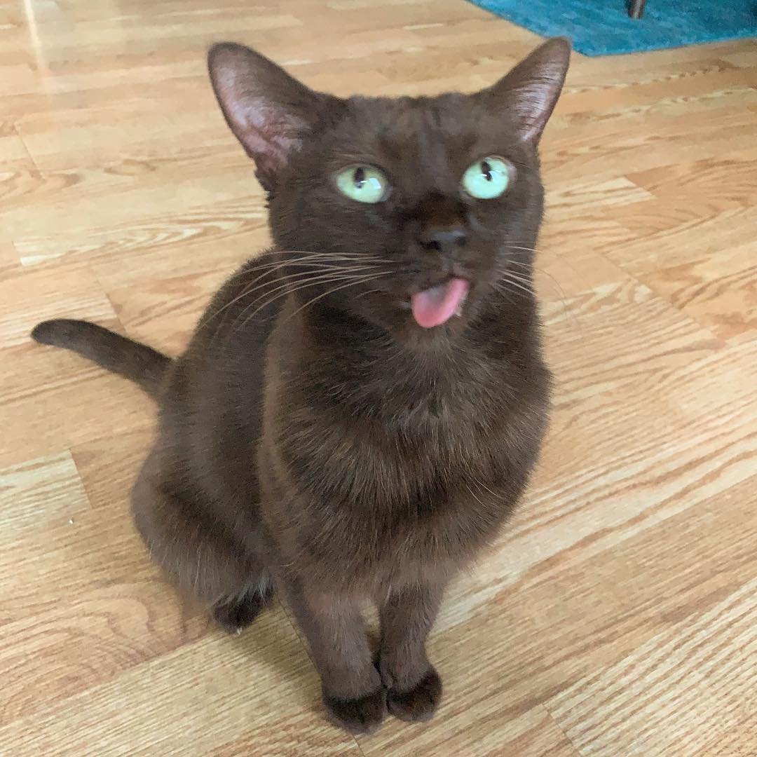 Порода кошек Гавана Браун