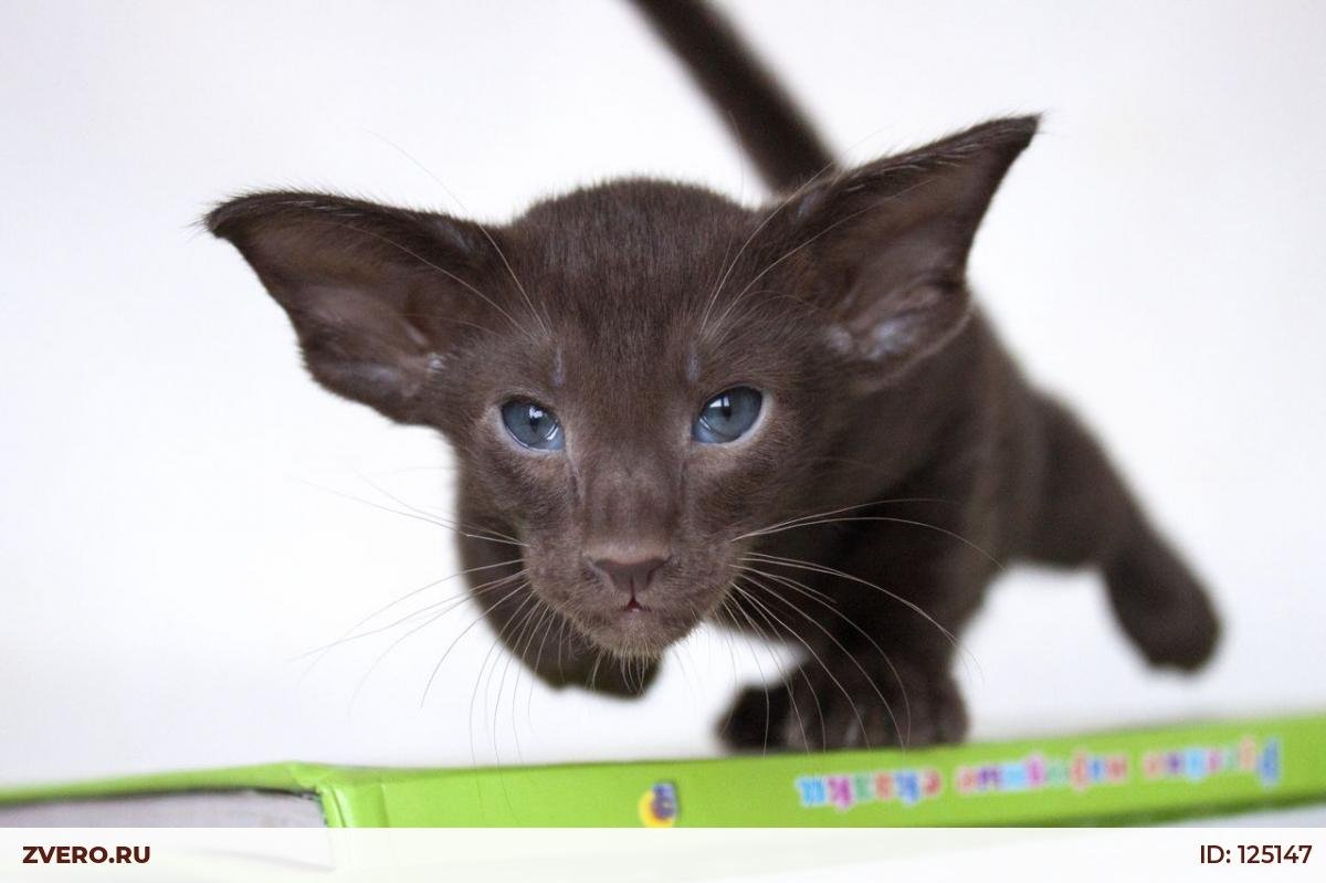 Ориентальная кошка шоколад