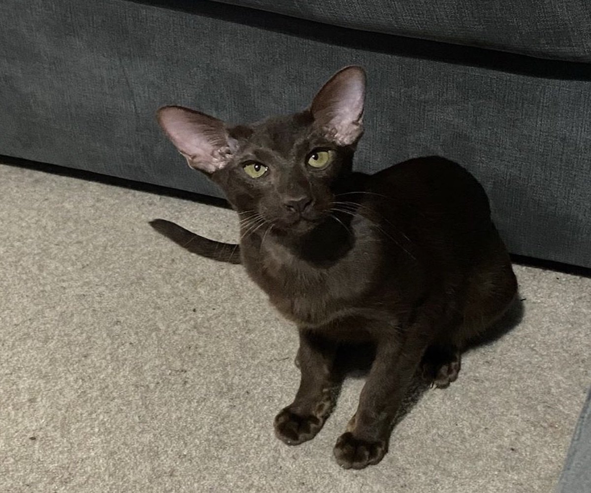 Порода Гавана Браун