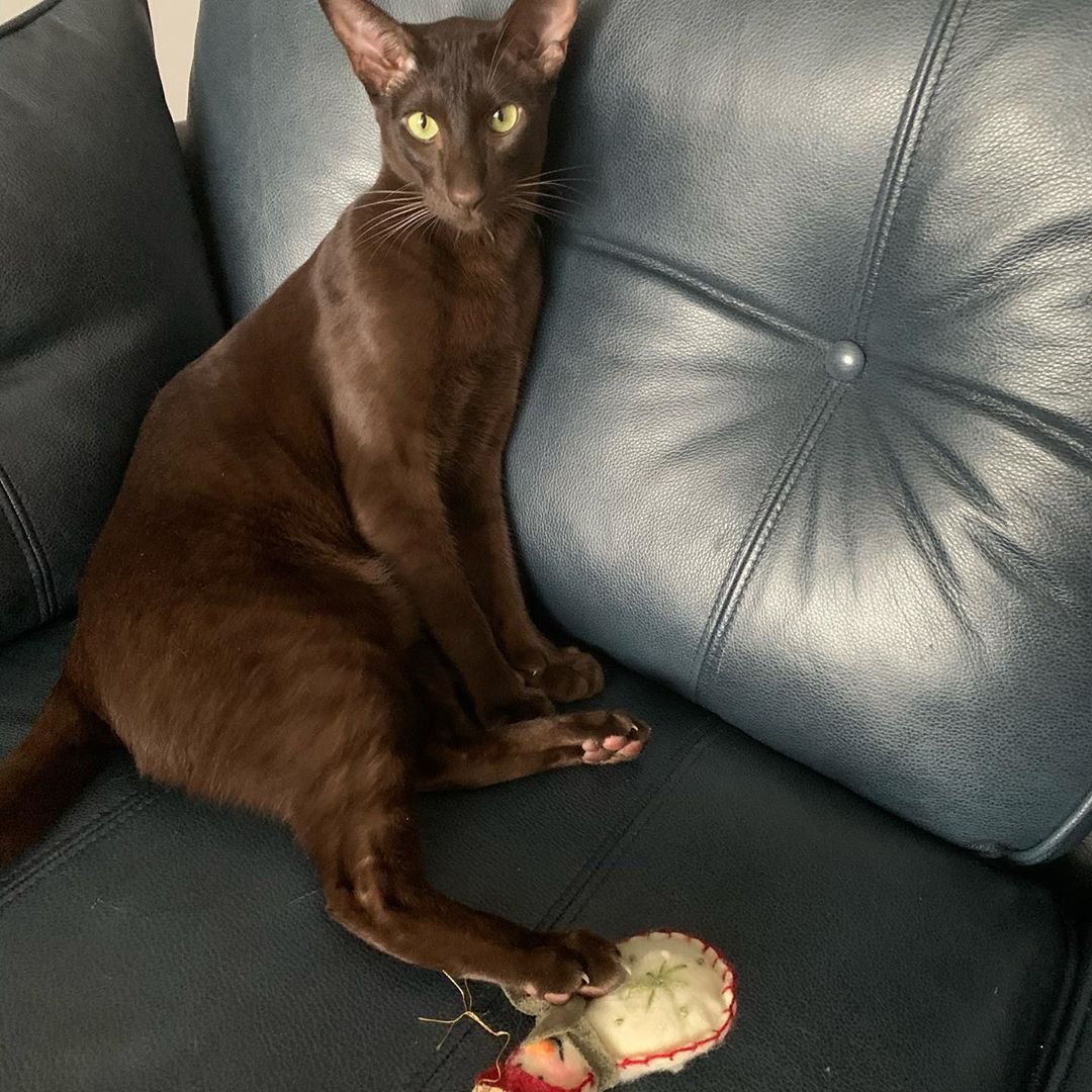 Что означает цвет Браун кошки