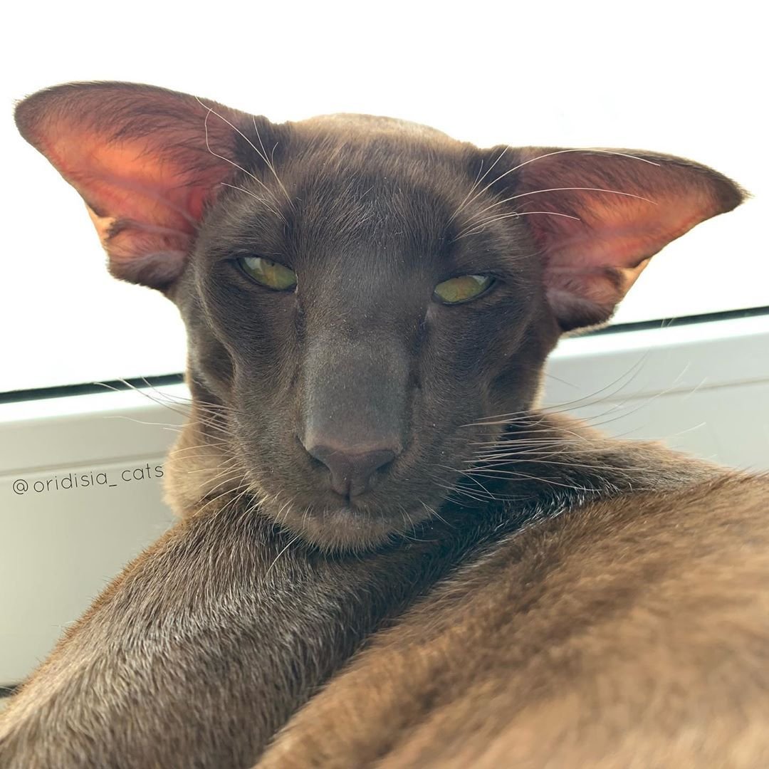 Сумасшедшая кошка Ориентал