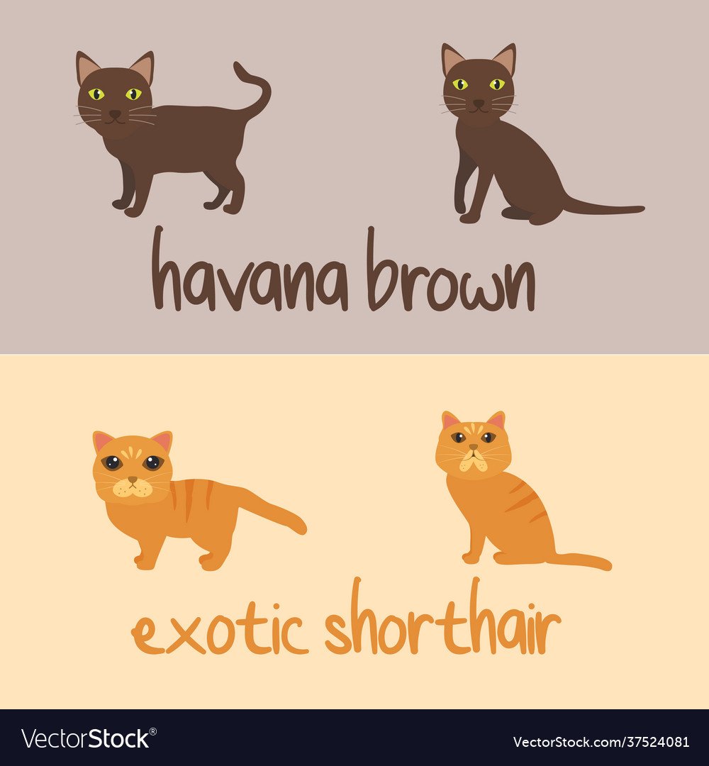 Ориентальный кот Гавана