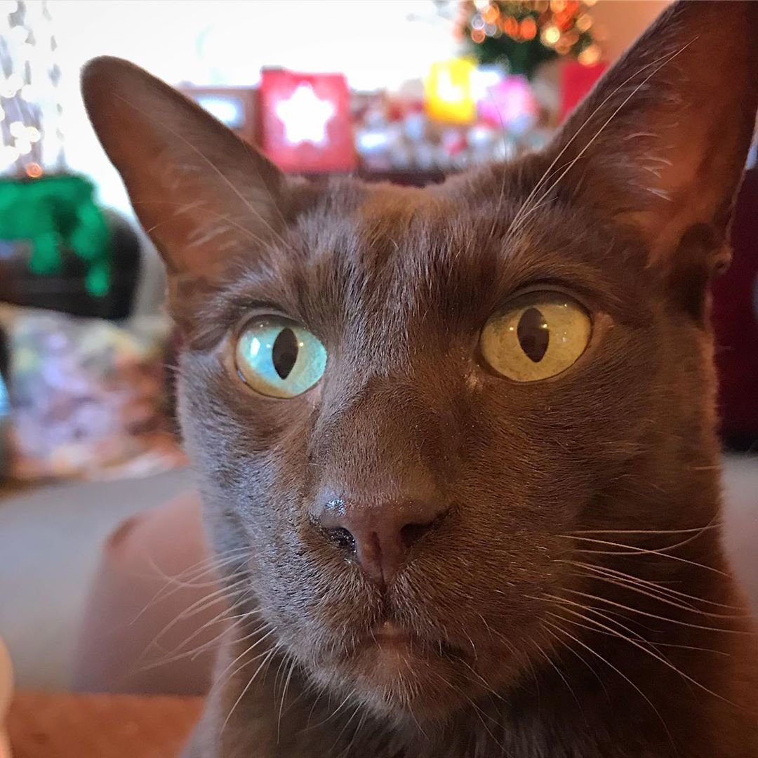 Гавана Браун