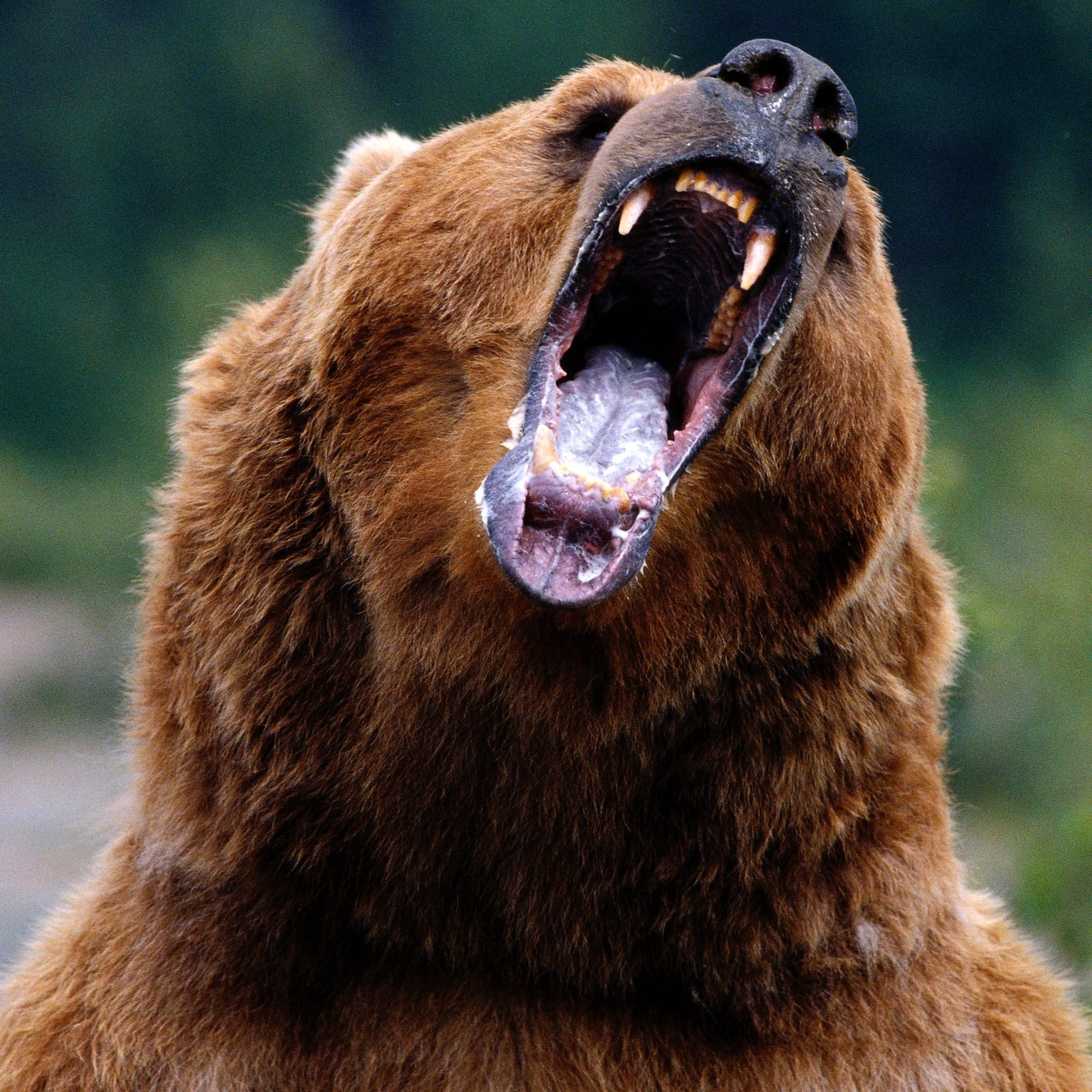 Bear hand. Медведь Гризли. Гризли и бурый медведь. Грозный медведь Гризли. Медведь Гризли злой.