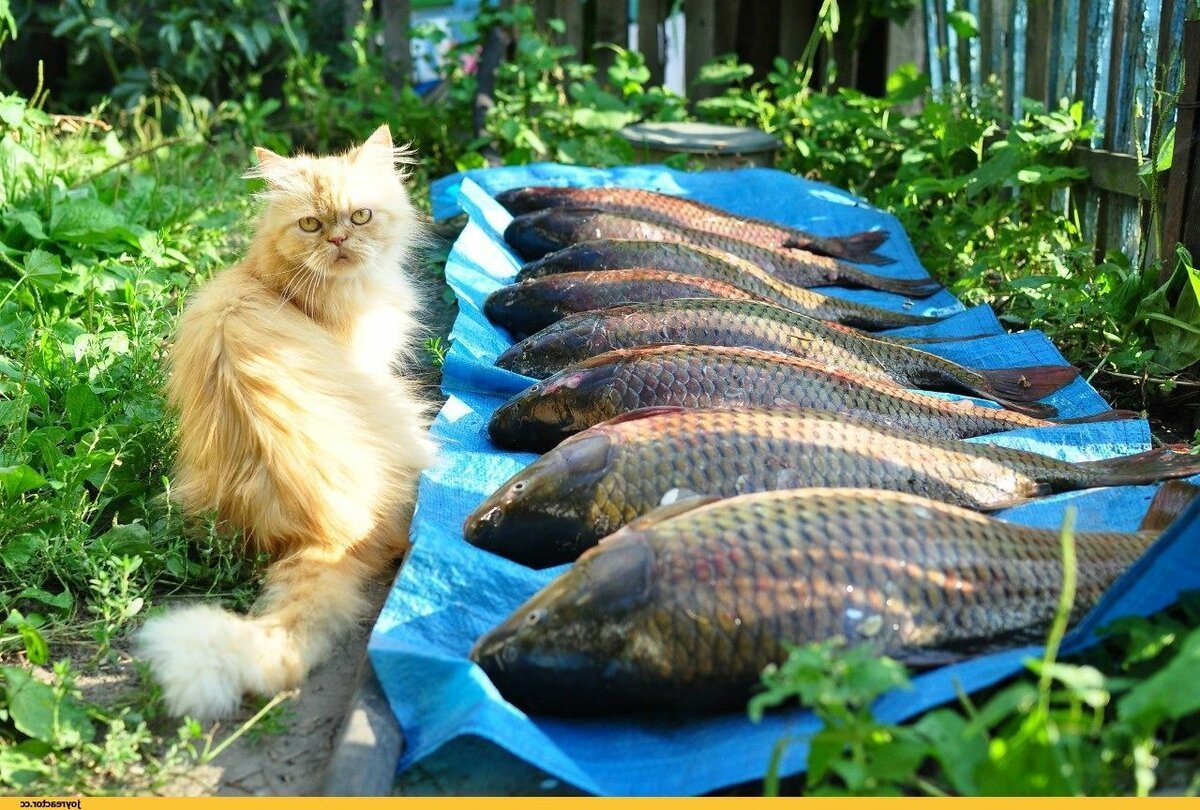 Кот с рыбой