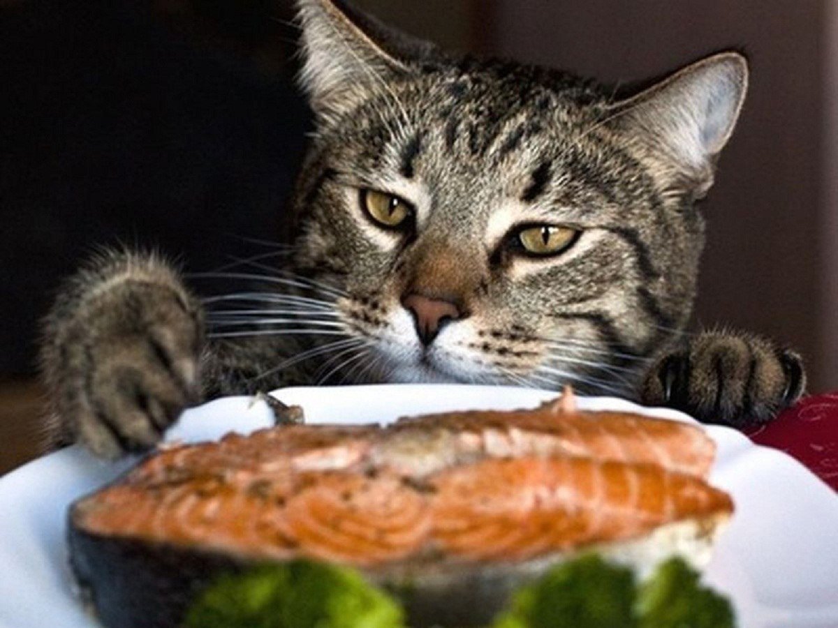 Забавные коты